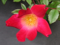 バラ〔薔薇〕の花（写真）