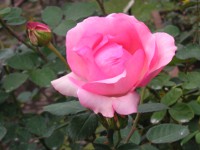 バラ〔薔薇〕の花（写真）