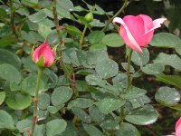 バラ〔薔薇〕の花（写真）