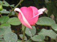 バラ〔薔薇〕の花（写真）