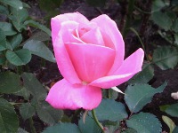 バラ〔薔薇〕の花（写真）