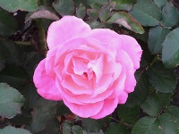 バラ〔薔薇〕の花（写真）