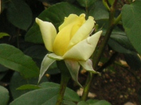バラ〔薔薇〕の花（写真）