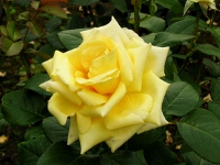 バラ〔薔薇〕の花（写真）