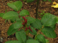 バラ〔薔薇〕の花（写真）