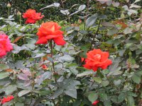 バラ〔薔薇〕の花（写真）