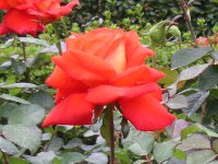 バラ〔薔薇〕の花（写真）