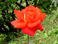 バラ〔薔薇〕の花（写真）