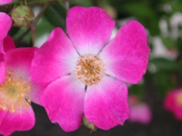 バラ〔薔薇〕の花（写真）