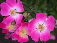 バラ〔薔薇〕の花（写真）