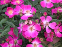 バラ〔薔薇〕の花（写真）