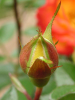 写真「ミニバラの花」