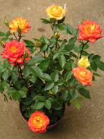 写真「ミニバラの花」