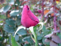 バラ〔薔薇〕の花（写真）