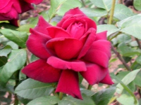 バラ〔薔薇〕の花（写真）