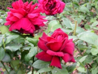 バラ〔薔薇〕の花（写真）