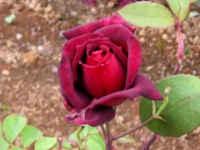 バラ〔薔薇〕の花（写真）