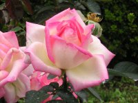 バラ〔薔薇〕の花（写真）