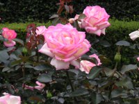 バラ〔薔薇〕の花（写真）