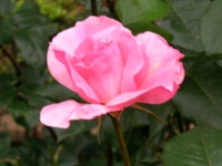 バラ〔薔薇〕の花（写真）