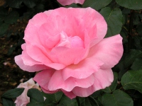 バラ〔薔薇〕の花（写真）