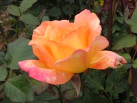 バラ〔薔薇〕の花（写真）