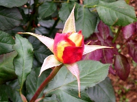 バラ〔薔薇〕の花（写真）