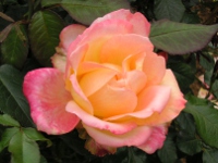 バラ〔薔薇〕の花（写真）