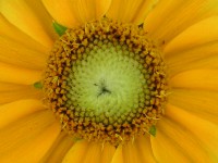 ルドベキアの花（写真）