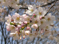 写真「サクラ〔桜〕の花」