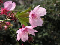 写真「サクラ〔桜〕の花」