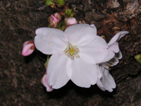 写真「サクラ〔桜〕の花」