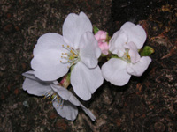 写真「サクラ〔桜〕の花」