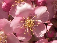 サクラ〔桜〕の花「河津桜」（写真）