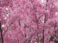 ヨコハマヒザクラ〔横浜緋桜〕の花（写真）