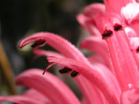 サンゴバナ〔珊瑚花〕の花（写真）