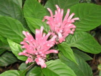 サンゴバナ〔珊瑚花〕の花（写真）