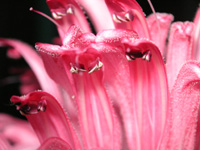 サンゴバナ〔珊瑚花〕の花（写真）