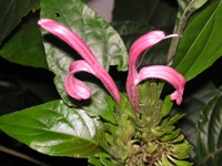 サンゴバナ〔珊瑚花〕の花（写真）