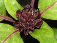 サンゴバナ〔珊瑚花〕の花（写真）