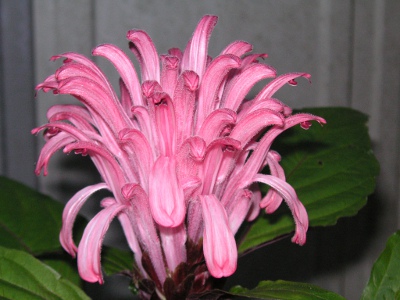 サンゴバナ〔珊瑚花〕の花（写真）