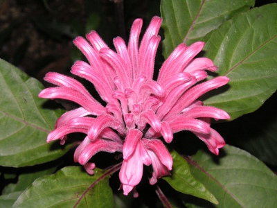 サンゴバナ〔珊瑚花〕の花（写真）