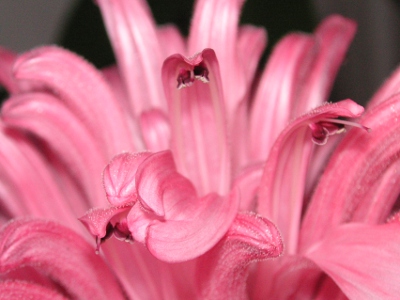 サンゴバナ〔珊瑚花〕の花（写真）