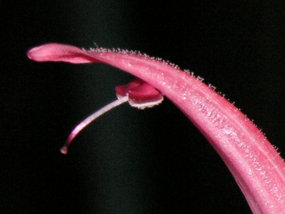サンゴバナ〔珊瑚花〕の花（写真）