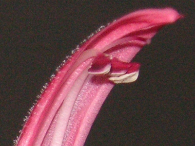 サンゴバナ〔珊瑚花〕の花（写真）