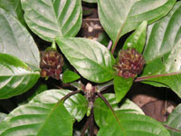 サンゴバナ〔珊瑚花〕の花（写真）