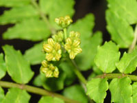 サンショウの花の写真