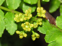 サンショウの花の写真