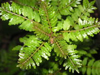 サンショウの写真