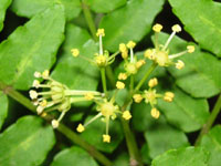 サンショウの花の写真